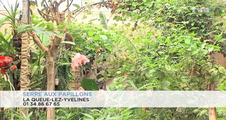 Le 7/8 – Hebdo été, Serre aux papillons