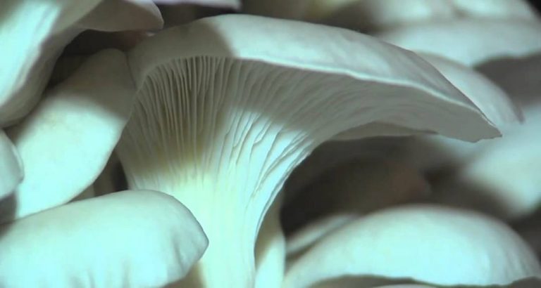 L’Actu – Les dernières champignonnières