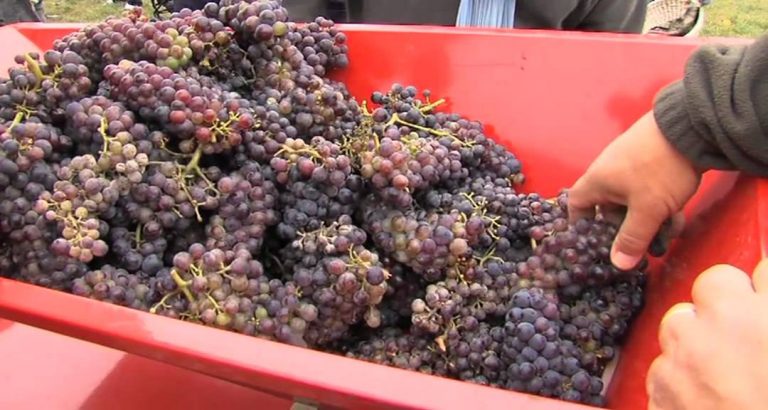 L’Actu – Les vendanges d’Elancourt