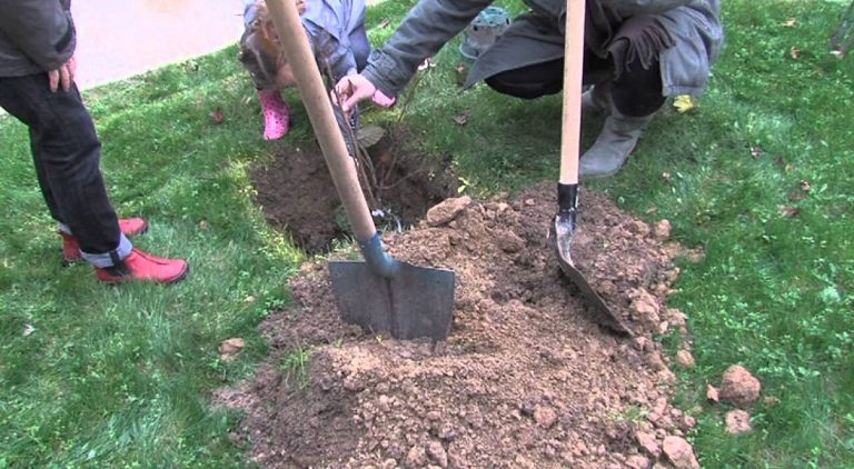 L’Actu – Des arbres pour l’hôpital