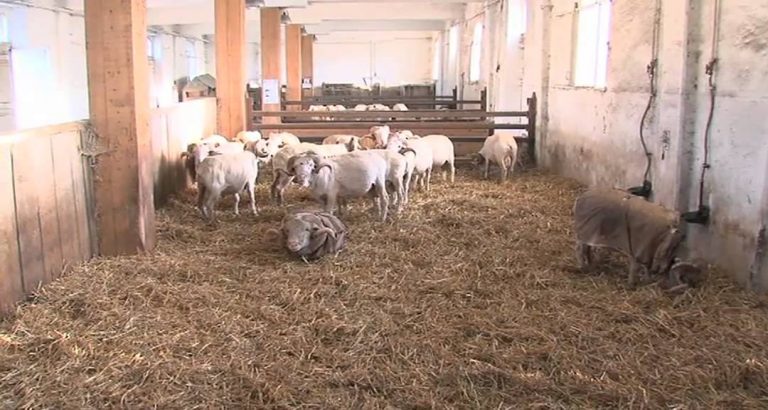 L’Actu – Crèche vivante