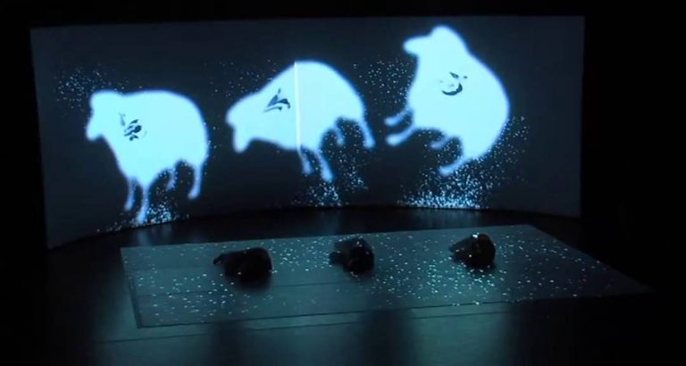 L’Actu – La vie amoureuse des moutons Islandais