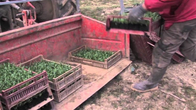 L’Actu – A cause de la météo, les cultures accusent du retard