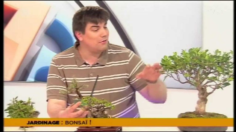 Le 7/8 – Les 25 ans du club ‘Les amis du Bonsaï’ à Plaisir