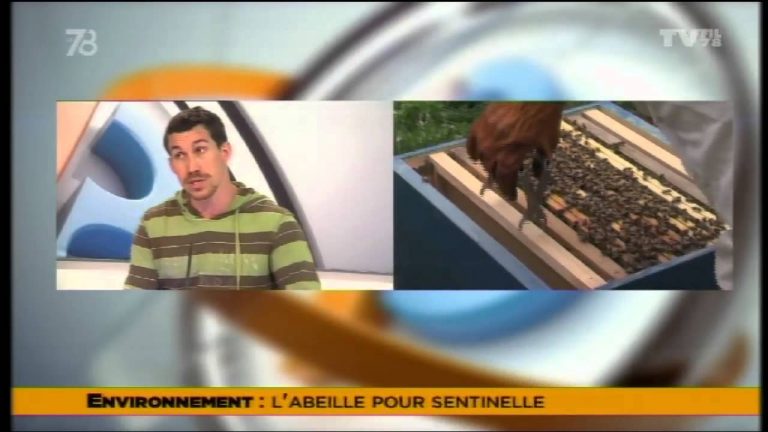 Le 7/8 – Les abeilles sentinelles de l’Environnement