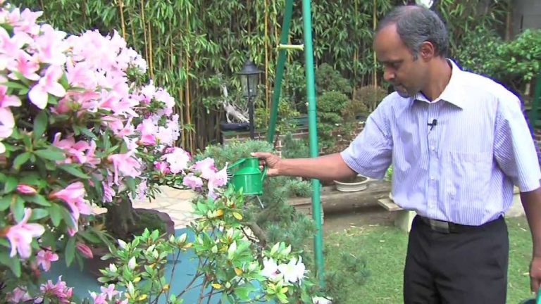 L’Actu – Un passionné de bonsaï