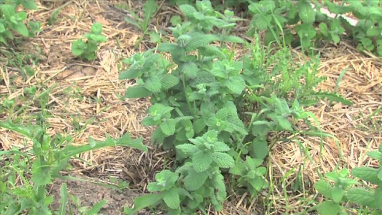 L’Actu – Un jardin mandala à Magny-les-Hameaux