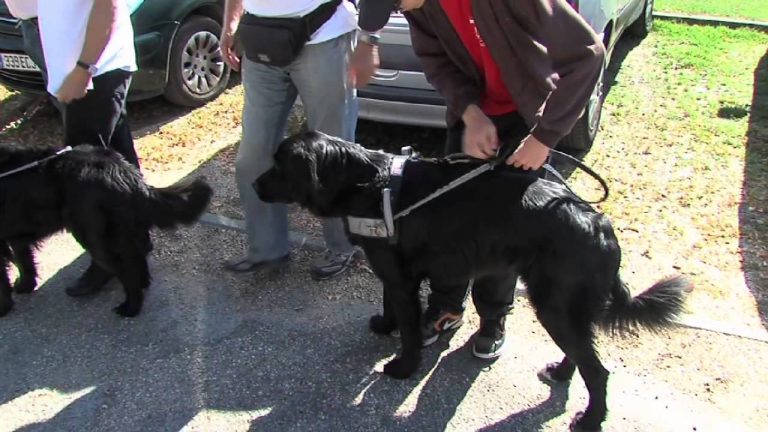 La rentrée particulière de Valentin et de Gringo