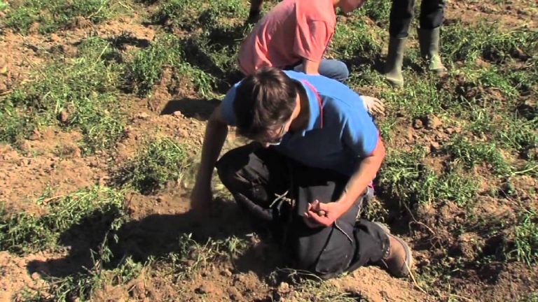 Des pommes de terre récoltés au profit des Restos du Coeur