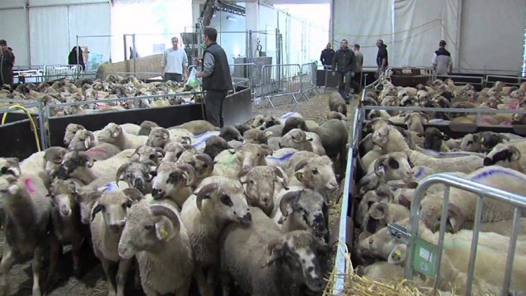 La fête de l’Aïd se prépare à Trappes