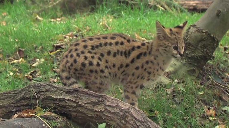 Noran et Goran, les nouveaux pensionnaires de Thoiry