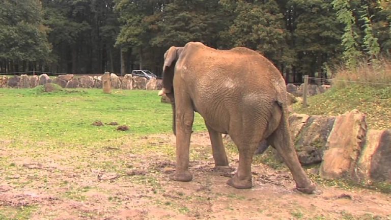 Le changement d’heure affecte-t-il les animaux ?
