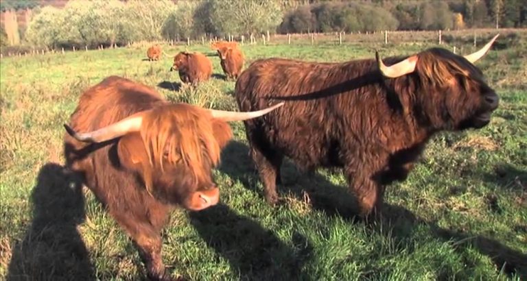 Des vaches écossaises dans le parc naturel de la Haute Vallée de Chevreuse