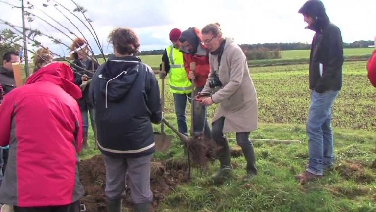 Des plantations d’arbres à Magny-les-Hameaux