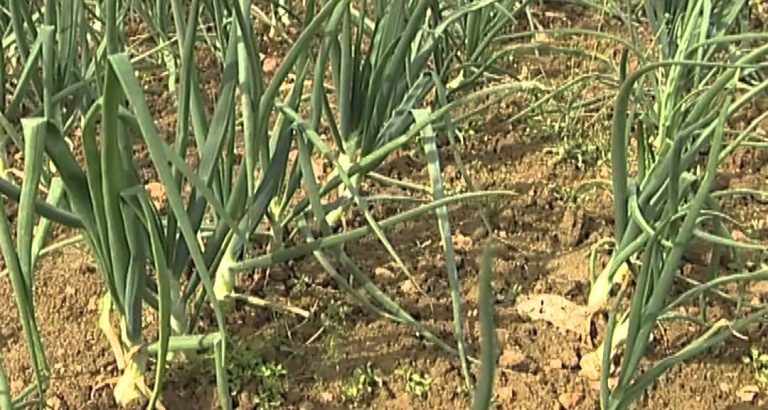 Une Amap se créé à Trappes