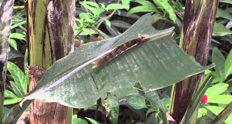 La serre aux papillons, lieu insolite du département