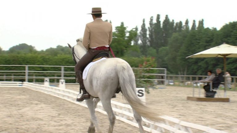 Chevaux ibériques dans les Yvelines