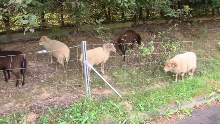 Les entreprises se mettent au vert