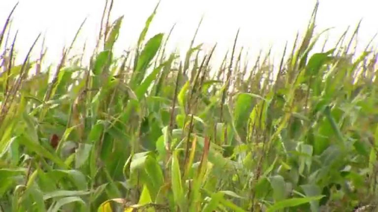 La recherche sur les engrais de demain