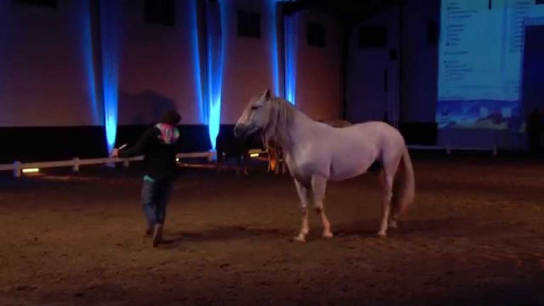 Spectacle équestre au Haras des Bréviaires