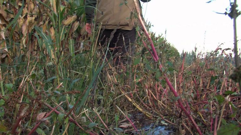 Début de la saison de chasse dans les Yvelines