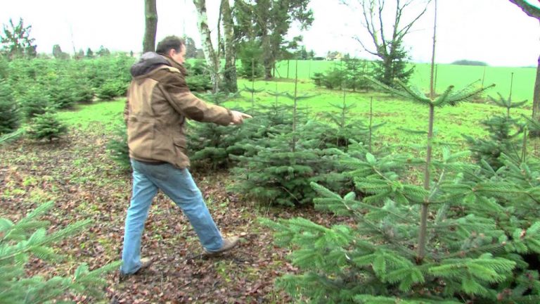 Sapins de Noël : la tradition perdure toujours