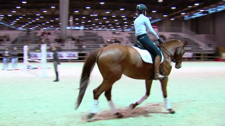 Découverte : l’éthologie, une nouvelle science du cheval