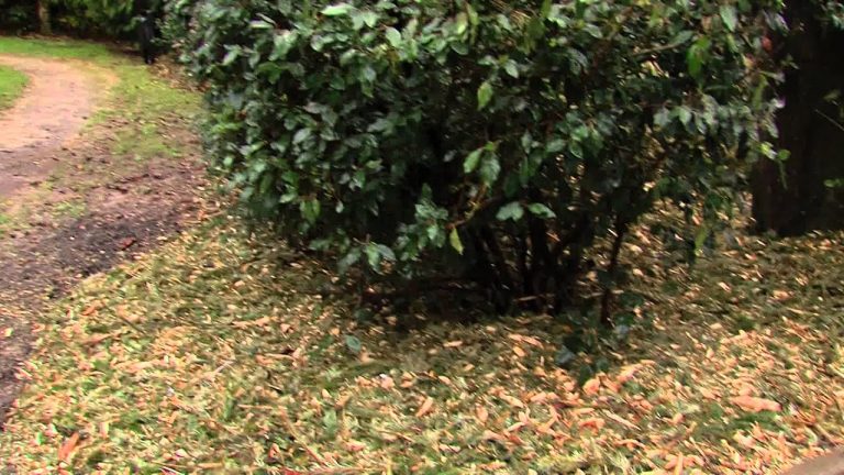 Environnement : la revalorisation des sapins de Noël