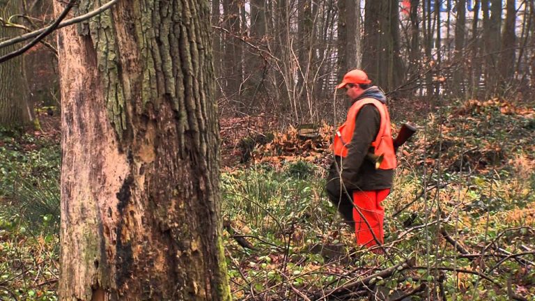 Vie locale : les chasseurs régulent la population de sangliers