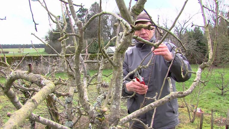 Environnement : les bons conseils pour la taille des arbres fruitiers