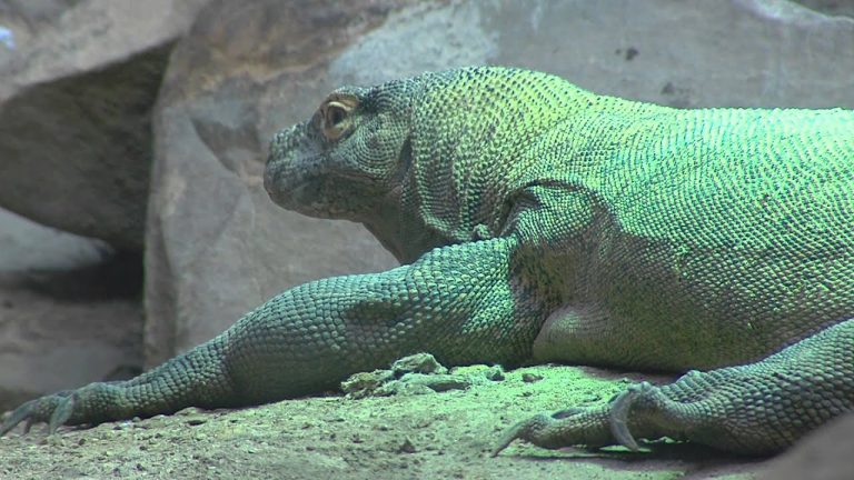 Zoo de Thoiry : de nouveaux pensionnaires au vivarium