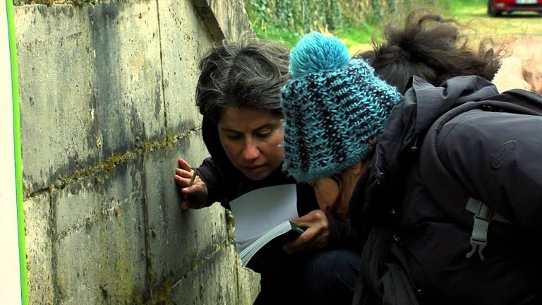 Environnement : ces plantes sauvages qui poussent dans nos villes