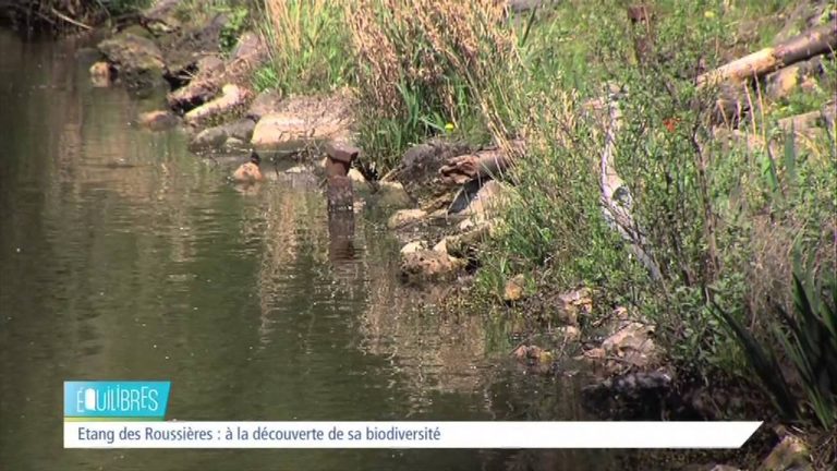 Equilibres – La biodiversité à nos pieds
