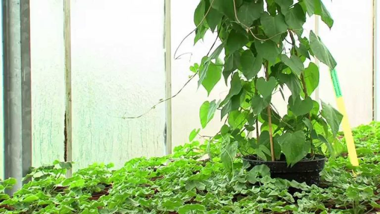 Environnement : jardinier avec la lune