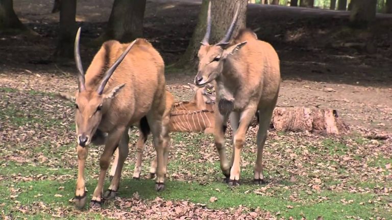 Métier : curateur au zoo de Thoiry