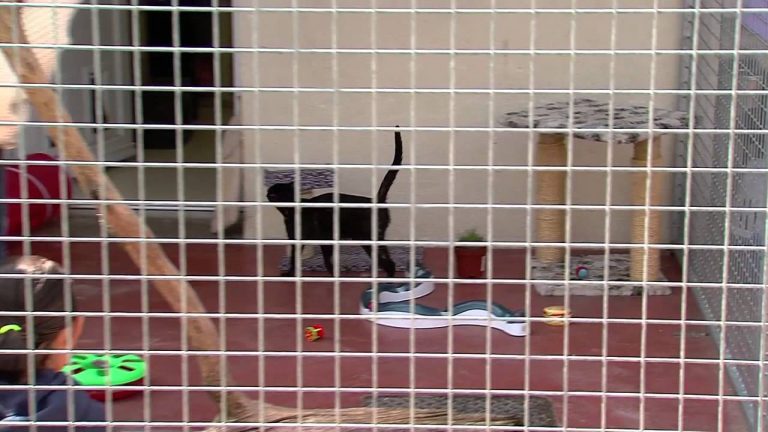 SPA : l’adoption concerne aussi les animaux blessés