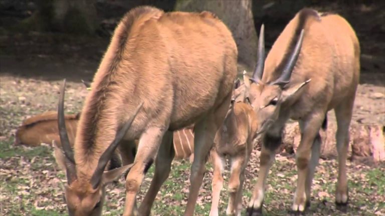 Thoiry : les naissances se multiplient au zoo