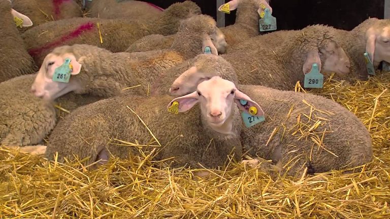 Fête de l’aïd-el-Kebir : l’abattoir mobile à Saint-Quentin-en-Yvelines se prépare