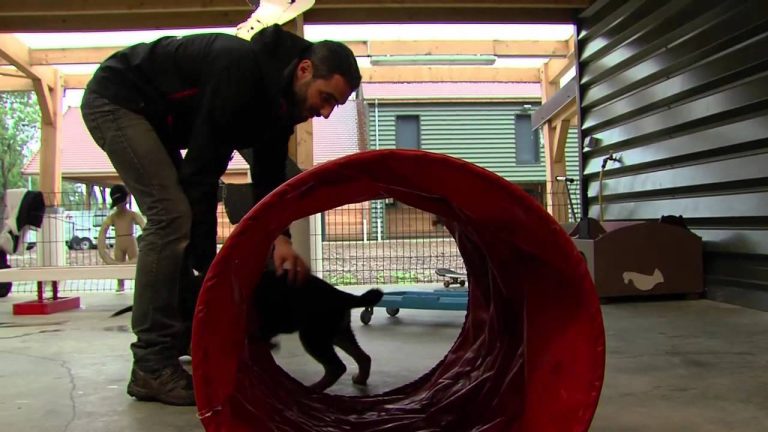 Chien-guide : le centre de formation de Buc va ouvrir