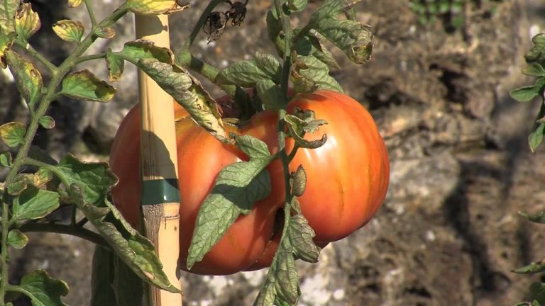 Versailles : fête du goût et du jardinage au potager du Roi