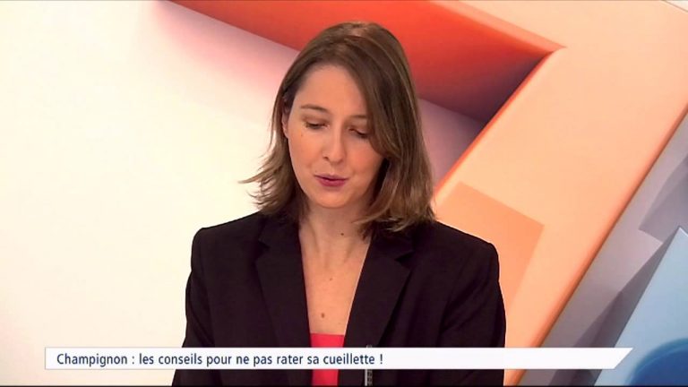 Champignons : les conseils pour ne pas rater sa cueillette