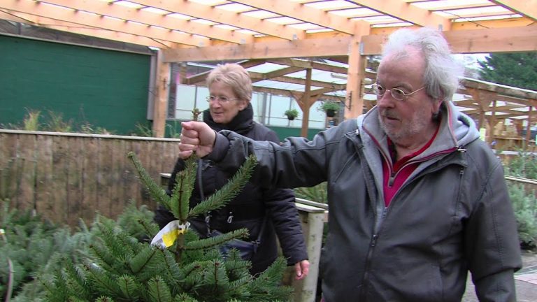 Noël : les sapins sont prêts