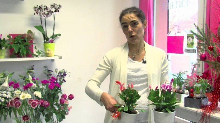 Noël : des alternatives aux sapins de existent