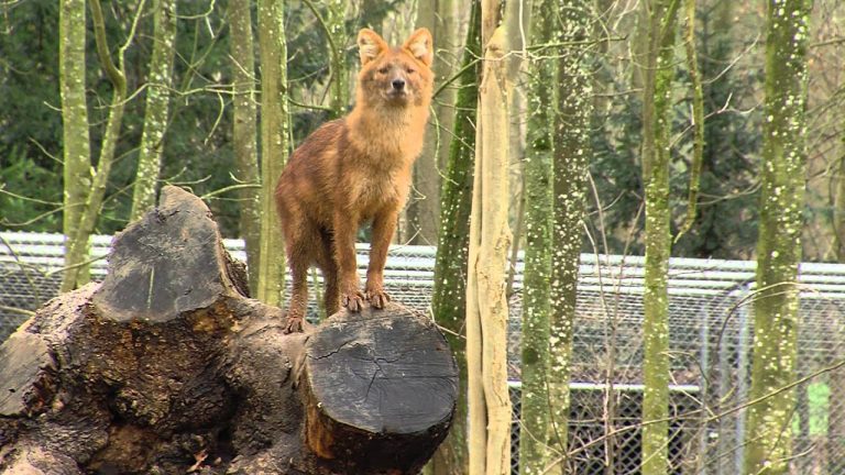 Loisirs : le parc de Thoiry ouvre ses portes pour une nouvelle saison