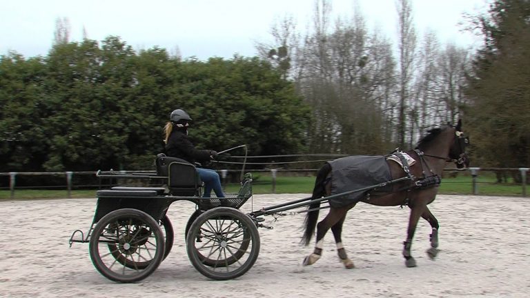 Vacances : apprenez la conduite d’attelage aux haras des Bréviaires