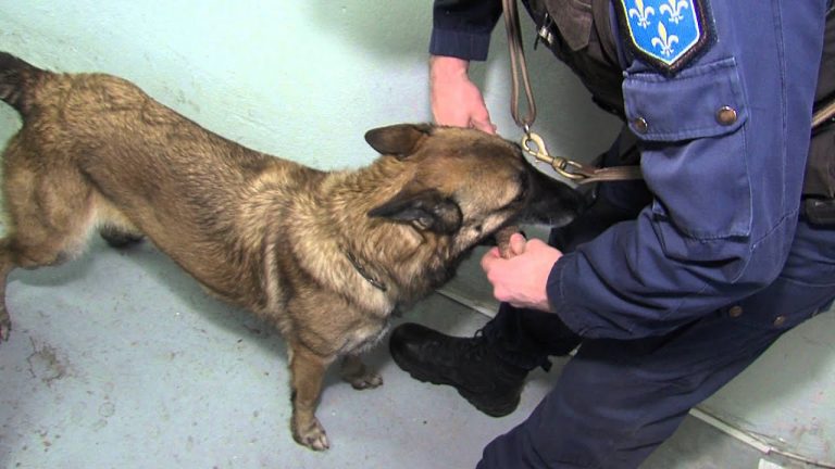 Police : comment travaille la brigade cynophile ?