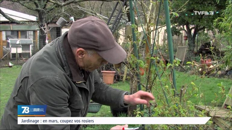 Jardinage : en mars, coupez vos rosiers