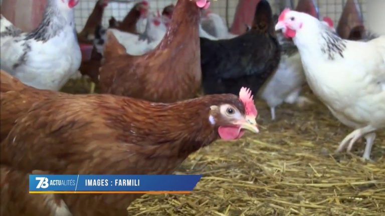 Versailles Grand Parc : des poules partenaires de l’environnement