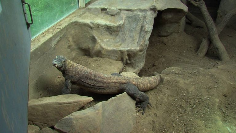 Euro 2016 : les pronostics de Arang le Varan à Thoiry