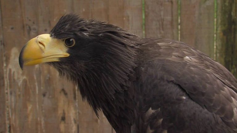 Environnement : l’Espace Rambouillet protège le pygargue de Steller